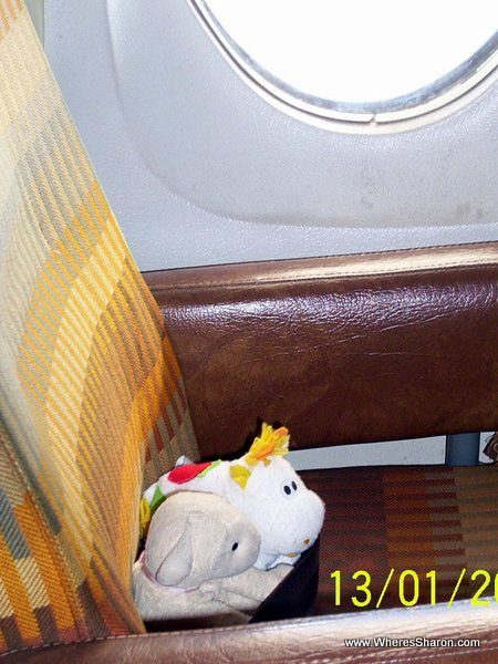 toy lamb and cow sitting in a plane in Guatemala