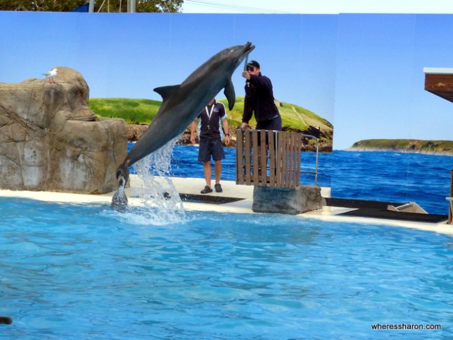 coffs harbour things to do at Dolphin Marine Magic